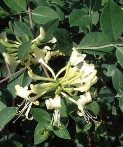 Roots Plants Honeysuckle 'G.S. Thomas' | Lonicera Periclymenum | On A 90cm Cane In A 3L Pot
