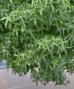 Roots Plants Sweetgum Tree | Liquidambar Styraciflua 'Worplesdon'