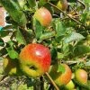 Roots Plants Lord Lambourne' Apple Tree
