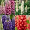 Roots Plants Lupin Legendary Shades Collection | 6 X 1L Pots 1 Roots Plants Lupin Legendary Shades Collection | 6 X 1L Pots
