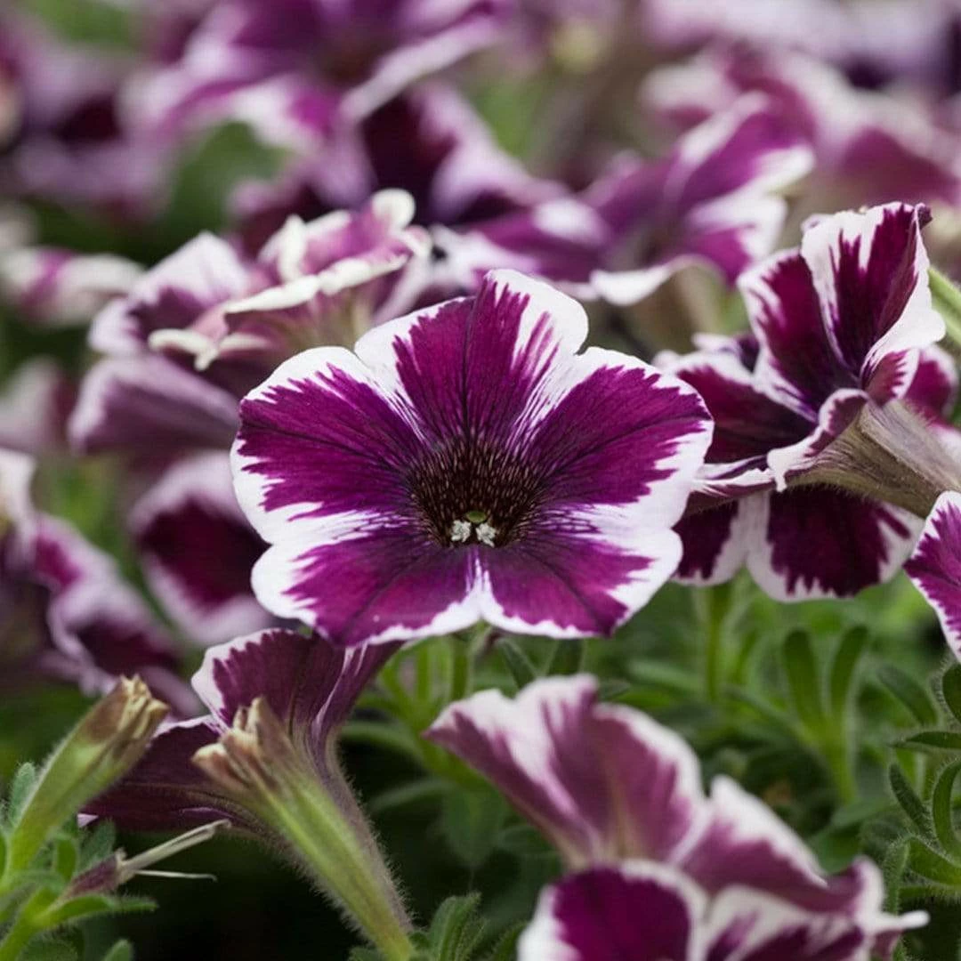 Roots Plants 20cm Petunia 'Miss Marvelous' | 1L Pot 4 Roots Plants 20cm Petunia 'Miss Marvelous' | 1L Pot