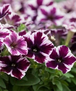 Roots Plants 20cm Petunia 'Miss Marvelous' | 1L Pot 7 Roots Plants 20cm Petunia 'Miss Marvelous' | 1L Pot
