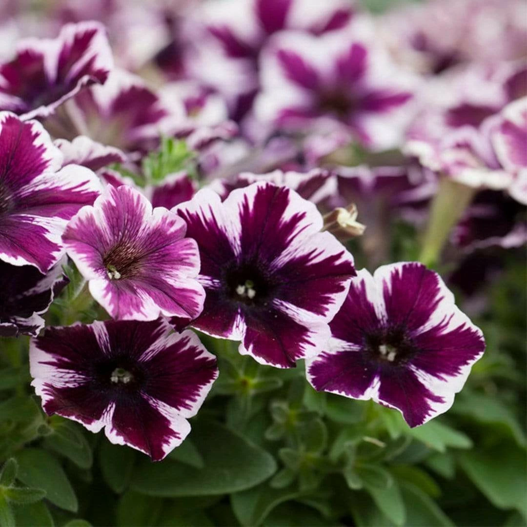 Roots Plants 20cm Petunia 'Miss Marvelous' | 1L Pot 5 Roots Plants 20cm Petunia 'Miss Marvelous' | 1L Pot