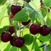 Roots Plants Merchant' Cherry Tree Fruits 2 Roots Plants Merchant' Cherry Tree Fruits