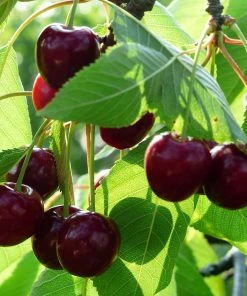 Roots Plants Merchant' Cherry Tree Fruits