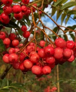 Roots Plants Vilmorinii Rowan Tree | Sorbus 10 Roots Plants Vilmorinii Rowan Tree | Sorbus
