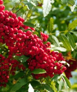 Roots Plants Vilmorinii Rowan Tree | Sorbus
