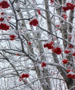 Roots Plants Mountain Ash Rowan Tree | Sorbus Aucuparia Trees & Shrubs 12 Roots Plants Mountain Ash Rowan Tree | Sorbus Aucuparia Trees & Shrubs