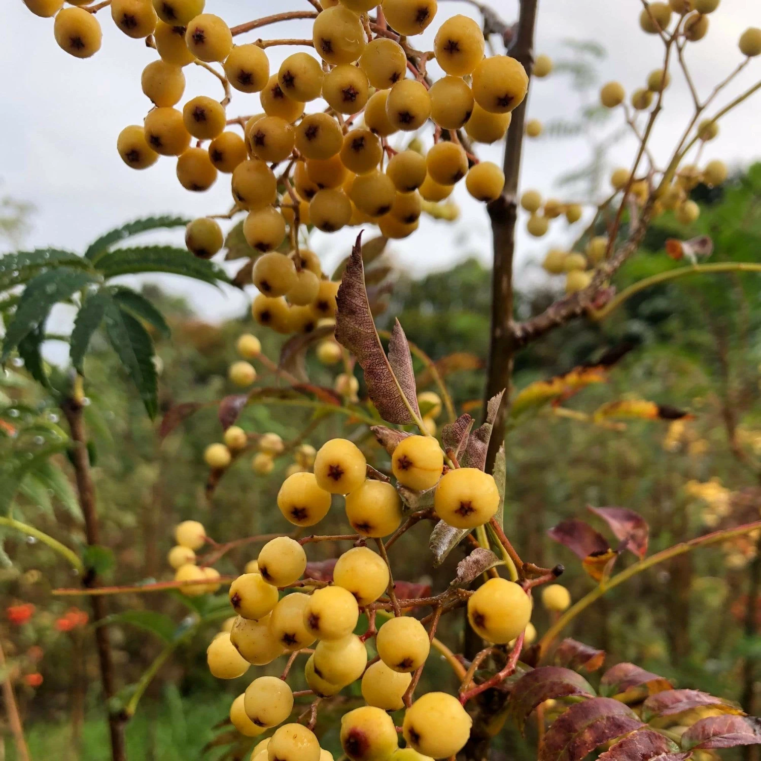 Roots Plants Trees & Shrubs Joseph Rock Rowan Tree | Sorbus 7 Roots Plants Trees & Shrubs Joseph Rock Rowan Tree | Sorbus