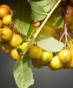 Roots Plants Trees & Shrubs Joseph Rock Rowan Tree | Sorbus 11 Roots Plants Trees & Shrubs Joseph Rock Rowan Tree | Sorbus