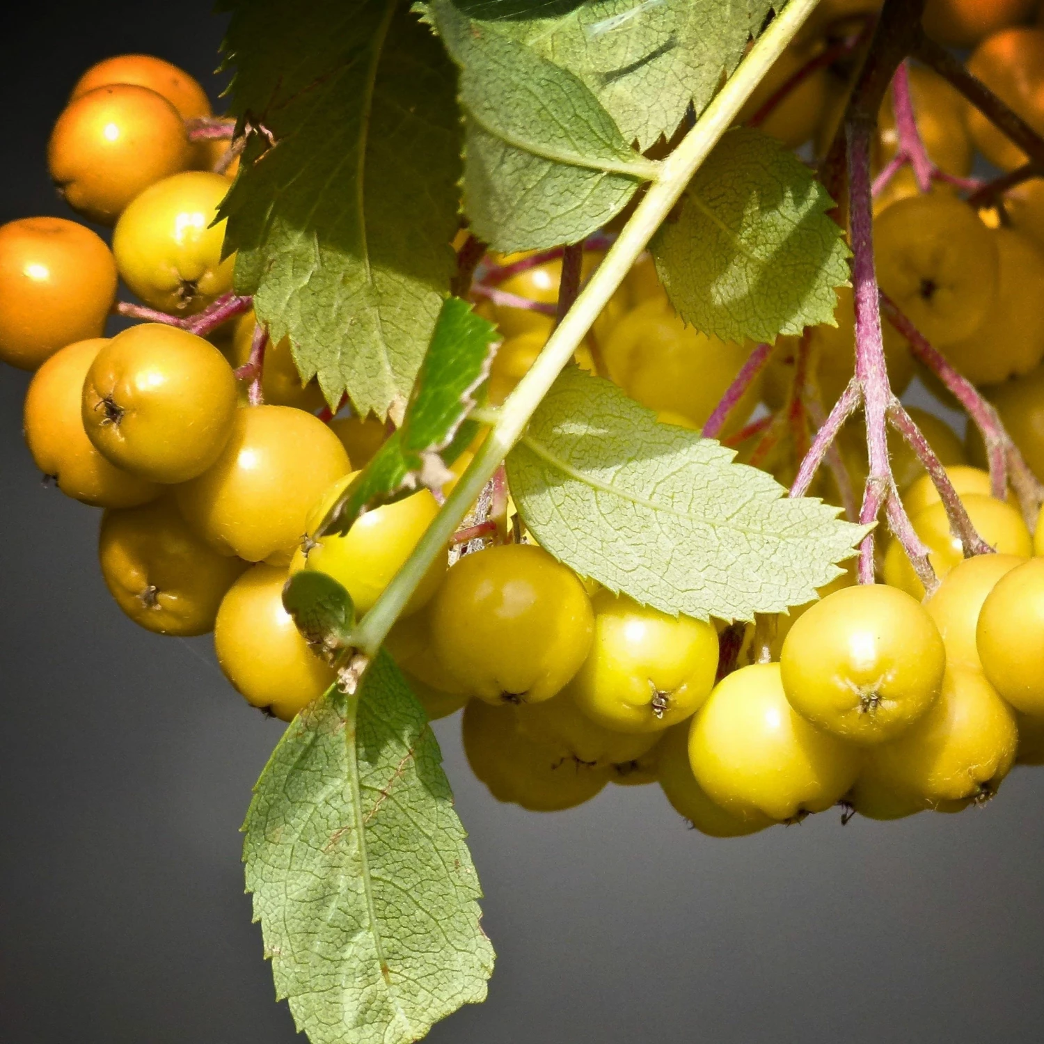 Roots Plants Trees & Shrubs Joseph Rock Rowan Tree | Sorbus 5 Roots Plants Trees & Shrubs Joseph Rock Rowan Tree | Sorbus