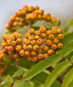 Roots Plants Trees & Shrubs Joseph Rock Rowan Tree | Sorbus 15 Roots Plants Trees & Shrubs Joseph Rock Rowan Tree | Sorbus