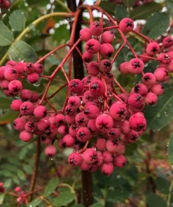 Roots Plants Trees & Shrubs Pink Pagoda Rowan Tree | Sorbus Hupehensis 12 Roots Plants Trees & Shrubs Pink Pagoda Rowan Tree | Sorbus Hupehensis