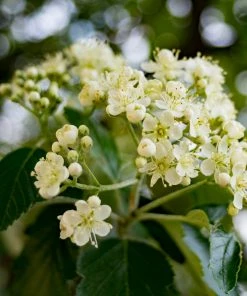 Roots Plants Trees & Shrubs Joseph Rock Rowan Tree | Sorbus 12 Roots Plants Trees & Shrubs Joseph Rock Rowan Tree | Sorbus