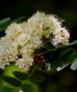 Roots Plants Japanese Rowan Tree | Sorbus Commixta 'Embley' 8 Roots Plants Japanese Rowan Tree | Sorbus Commixta 'Embley'