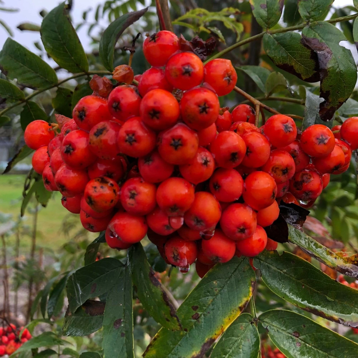 Roots Plants Mountain Ash Rowan Tree | Sorbus Aucuparia Trees & Shrubs 4 Roots Plants Mountain Ash Rowan Tree | Sorbus Aucuparia Trees & Shrubs