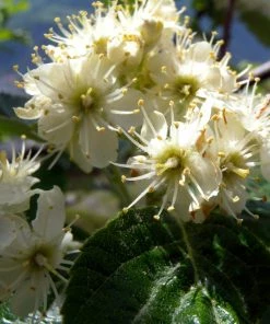 Roots Plants Whitebeam Tree | Sorbus Aria 'Lutescens' Trees & Shrubs