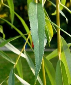 Roots Plants Golden Weeping Willow Tree | Salix Chrysocoma