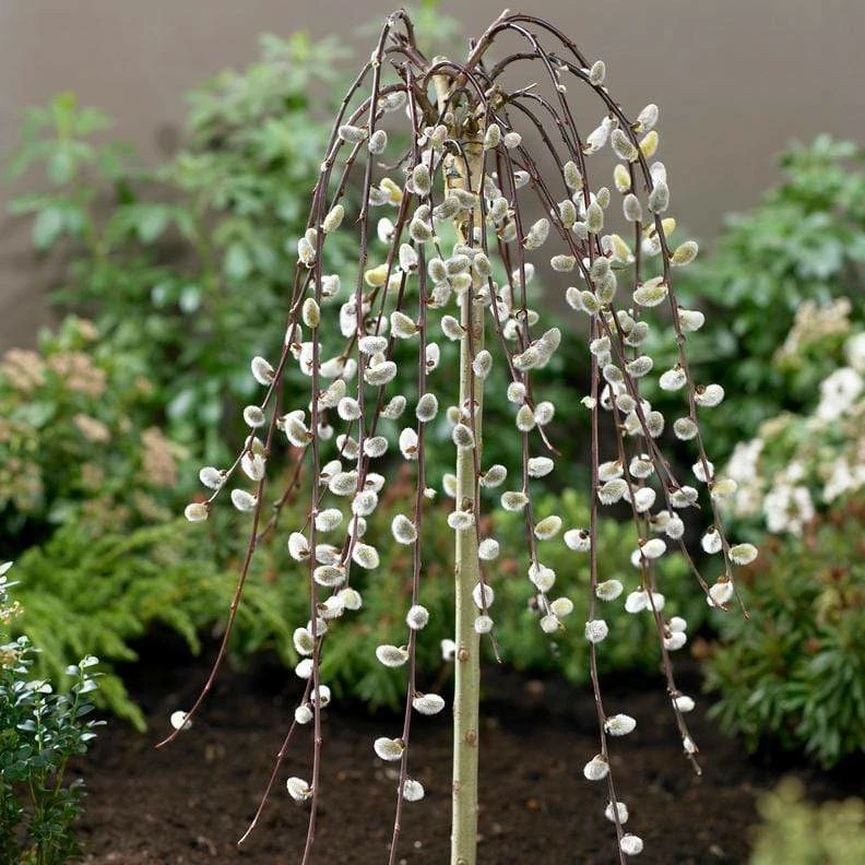 Roots Plants Kilmarnock Dwarf Weeping Willow Tree | Salix Caprea 6 Roots Plants Kilmarnock Dwarf Weeping Willow Tree | Salix Caprea