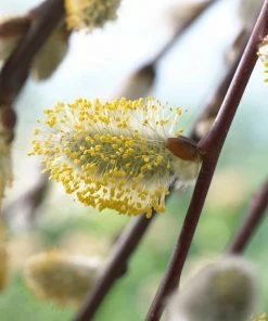 Roots Plants Kilmarnock Dwarf Weeping Willow Tree | Salix Caprea 9 Roots Plants Kilmarnock Dwarf Weeping Willow Tree | Salix Caprea
