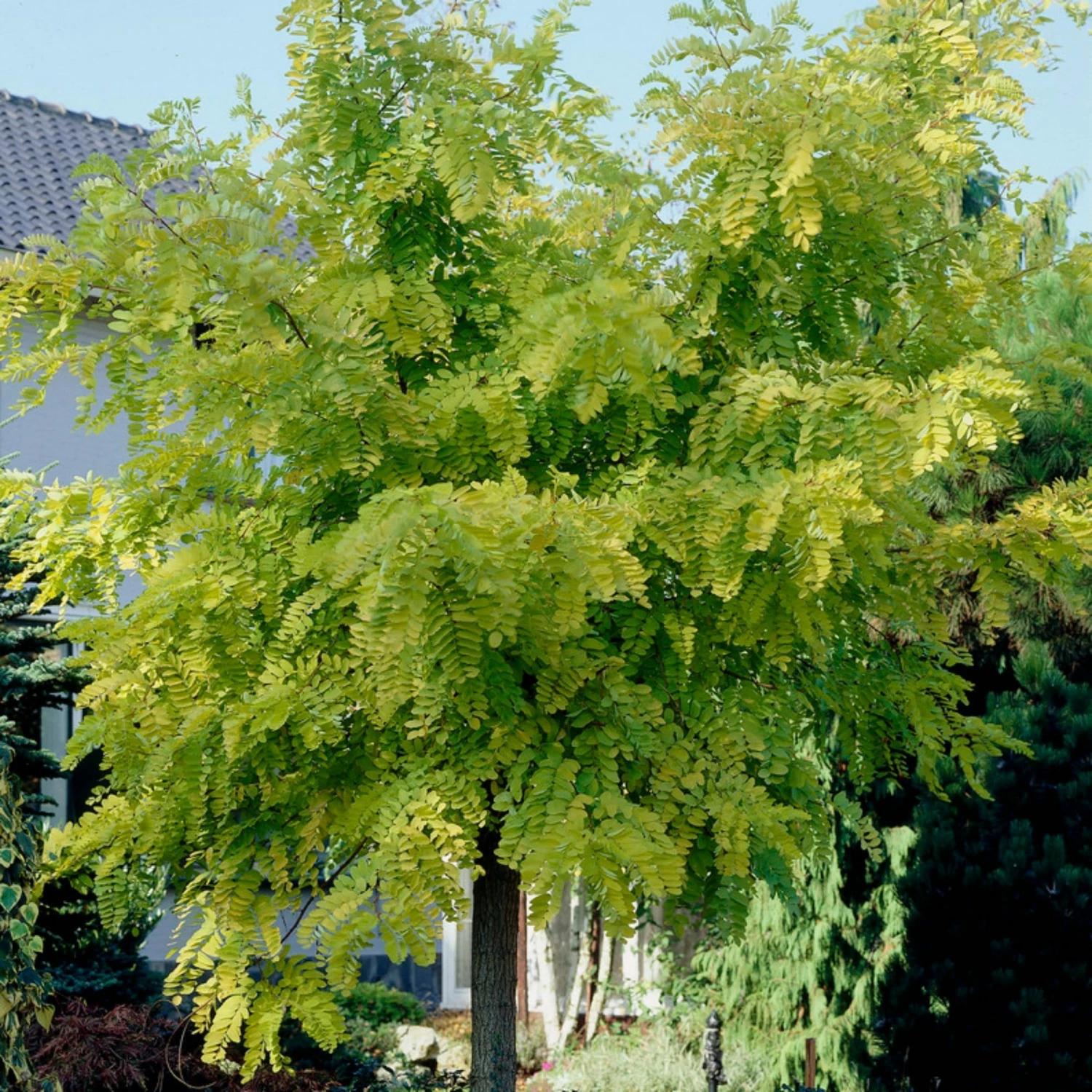 Roots Plants Trees & Shrubs Golden False Acacia | Robinia Pseudoacacia 'Frisia' 3 Roots Plants Trees & Shrubs Golden False Acacia | Robinia Pseudoacacia 'Frisia'