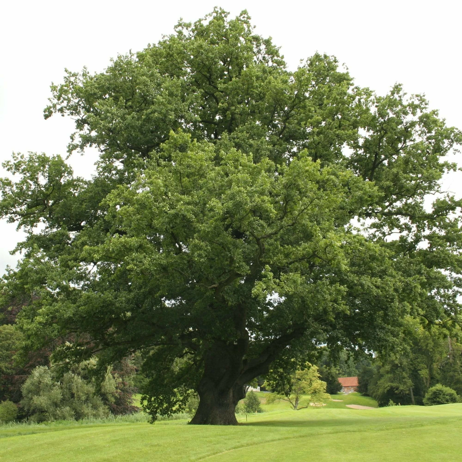 Roots Plants English Oak Tree | Quercus Robur Trees & Shrubs 3 Roots Plants English Oak Tree | Quercus Robur Trees & Shrubs