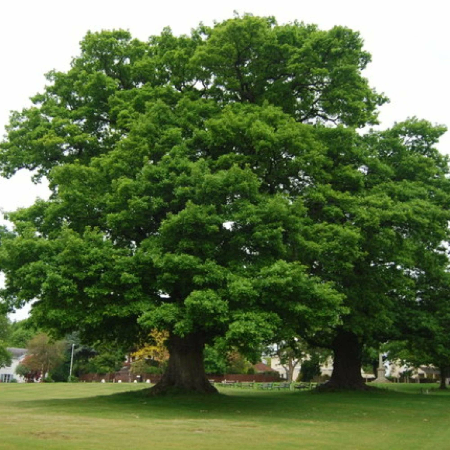 Roots Plants English Oak Tree | Quercus Robur Trees & Shrubs 5 Roots Plants English Oak Tree | Quercus Robur Trees & Shrubs