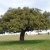 Roots Plants Evergreen Oak Tree | Quercus Ilex 2 Roots Plants Evergreen Oak Tree | Quercus Ilex