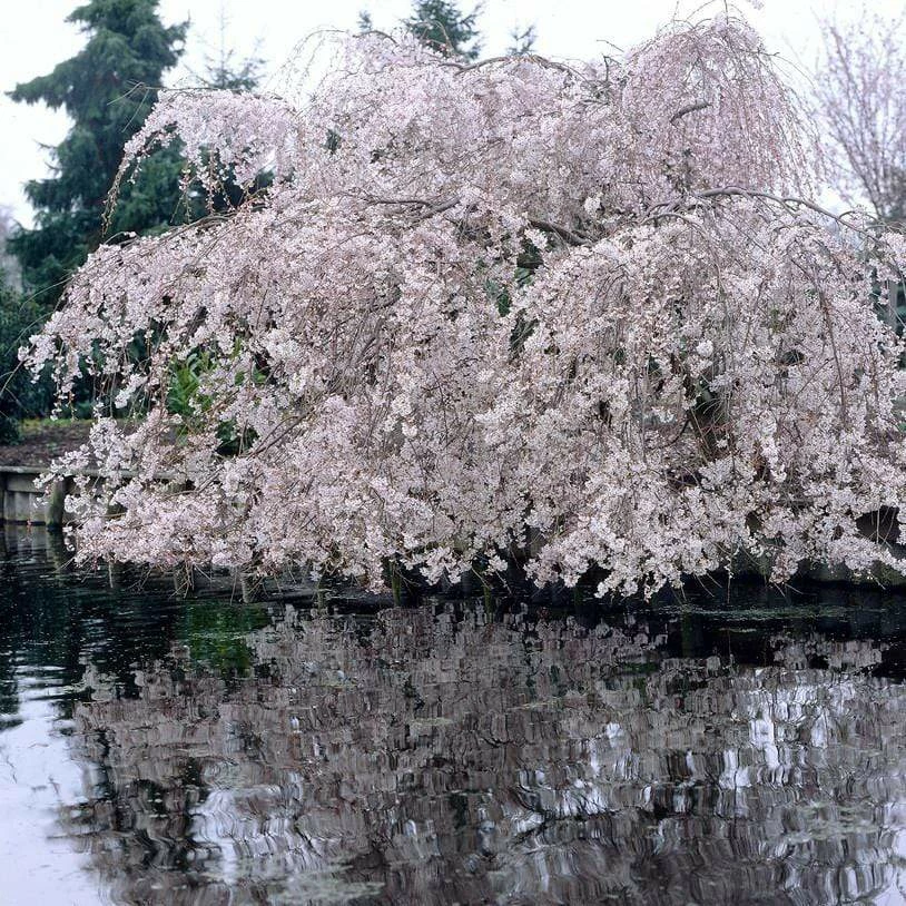 Roots Plants Weeping Yoshino Cherry Blossom Tree | Prunus Yedoensis Trees & Shrubs 3 Roots Plants Weeping Yoshino Cherry Blossom Tree | Prunus Yedoensis Trees & Shrubs
