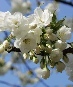 Roots Plants Weeping Yoshino Cherry Blossom Tree | Prunus Yedoensis Trees & Shrubs 8 Roots Plants Weeping Yoshino Cherry Blossom Tree | Prunus Yedoensis Trees & Shrubs