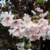 Roots Plants Pink Winter Flowering Cherry Tree | Prunus X Subhirtella 'Autumnalis Rosea'