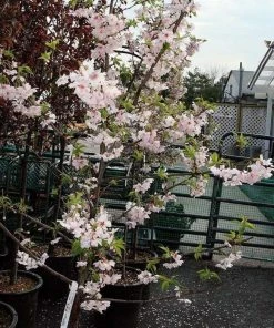 Roots Plants Pink Winter Flowering Cherry Tree | Prunus X Subhirtella 'Autumnalis Rosea'