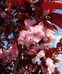 Roots Plants Purple Leaf Cherry Blossom Tree | Prunus Serrulata 'Royal Burgundy'