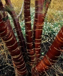 Roots Plants Multi Stem Tibetan Cherry Tree | Prunus Serrula