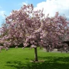 Roots Plants Pink Perfection Cherry Blossom Tree Trees & Shrubs