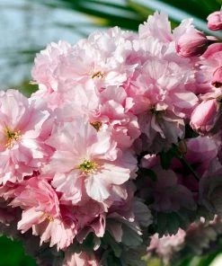 Roots Plants Pink Perfection Cherry Blossom Tree Trees & Shrubs 9 Roots Plants Pink Perfection Cherry Blossom Tree Trees & Shrubs