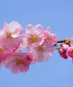 Roots Plants Pink Perfection Cherry Blossom Tree Trees & Shrubs 10 Roots Plants Pink Perfection Cherry Blossom Tree Trees & Shrubs