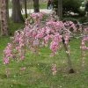 Roots Plants Single Pink Weeping Cherry Blossom Tree | Prunus Pendula Rubra Trees & Shrubs 1 Roots Plants Single Pink Weeping Cherry Blossom Tree | Prunus Pendula Rubra Trees & Shrubs