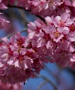 Roots Plants Small Pink Cherry Blossom Tree | Prunus 'Okame' Trees & Shrubs 10 Roots Plants Small Pink Cherry Blossom Tree | Prunus 'Okame' Trees & Shrubs