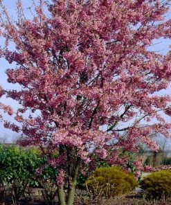Roots Plants Small Pink Cherry Blossom Tree | Prunus 'Okame' Trees & Shrubs 12 Roots Plants Small Pink Cherry Blossom Tree | Prunus 'Okame' Trees & Shrubs