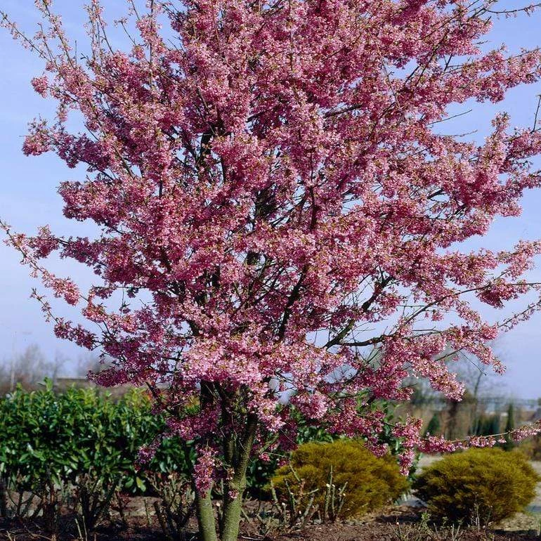 Roots Plants Small Pink Cherry Blossom Tree | Prunus 'Okame' Trees & Shrubs 7 Roots Plants Small Pink Cherry Blossom Tree | Prunus 'Okame' Trees & Shrubs