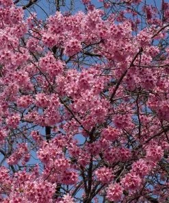 Roots Plants Small Pink Cherry Blossom Tree | Prunus 'Okame' Trees & Shrubs 13 Roots Plants Small Pink Cherry Blossom Tree | Prunus 'Okame' Trees & Shrubs