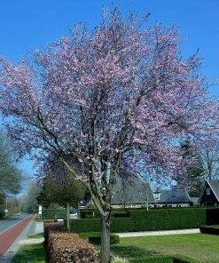 Roots Plants Black Cherry Plum Tree | Prunus Cerasifera 'Nigra'