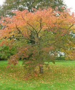Roots Plants Great White Cherry Blossom Tree | Prunus 'Tai-Haku'