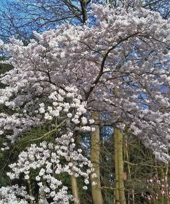 Roots Plants Great White Cherry Blossom Tree | Prunus 'Tai-Haku'