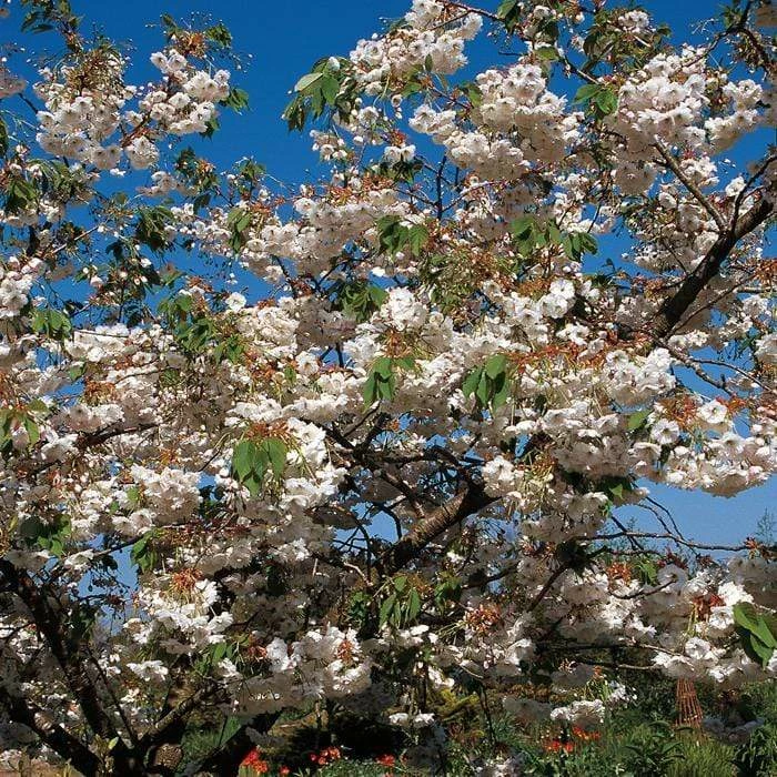 Roots Plants Blushing Bride Cherry Blossom Tree | Prunus 'Shogetsu' Trees & Shrubs 4 Roots Plants Blushing Bride Cherry Blossom Tree | Prunus 'Shogetsu' Trees & Shrubs