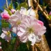 Roots Plants Trees & Shrubs Japanese Cherry Blossom Tree | Prunus Shirofugen