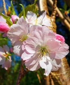Roots Plants Trees & Shrubs Japanese Cherry Blossom Tree | Prunus Shirofugen