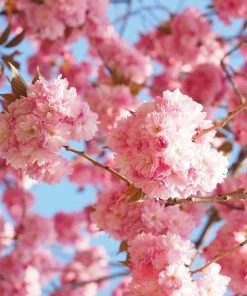 Roots Plants Trees & Shrubs Cheal's Weeping Cherry Blossom Tree | Prunus 'Kiku-Shidare' 10 Roots Plants Trees & Shrubs Cheal's Weeping Cherry Blossom Tree | Prunus 'Kiku-Shidare'