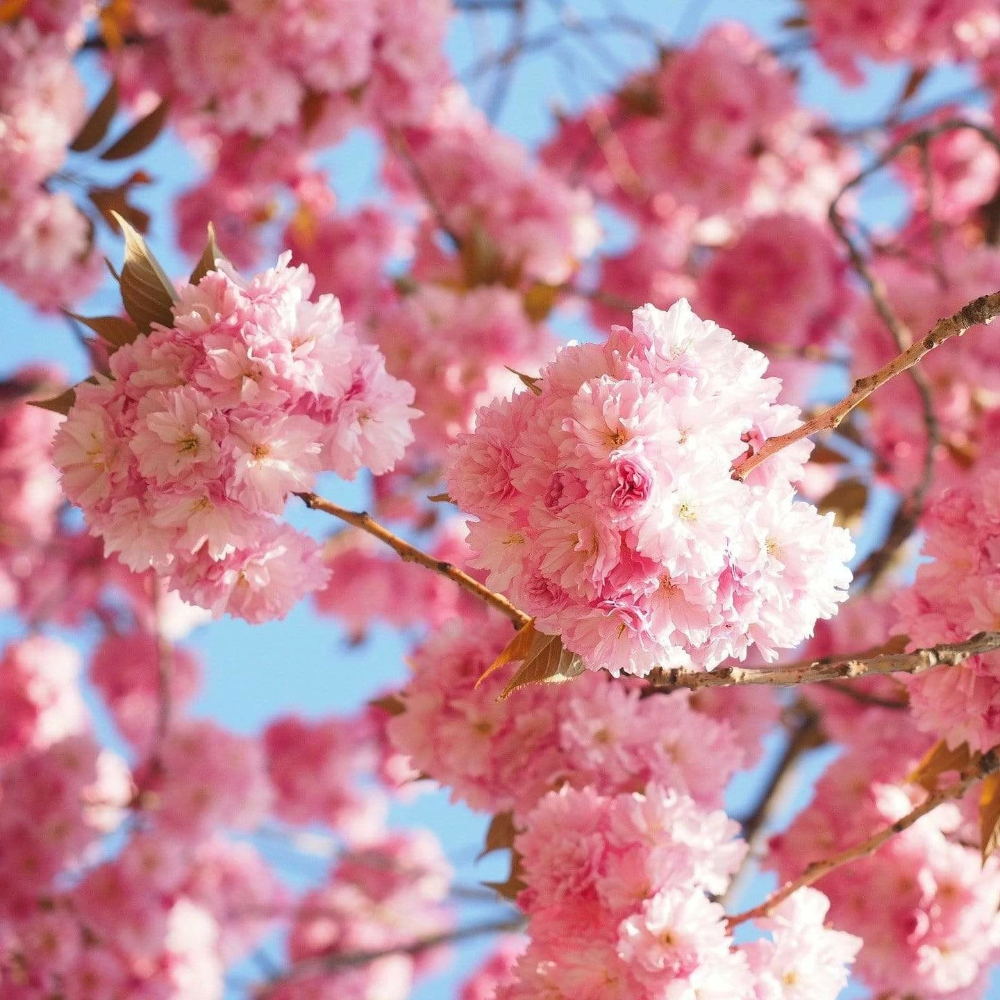 Roots Plants Trees & Shrubs Cheal's Weeping Cherry Blossom Tree | Prunus 'Kiku-Shidare' 5 Roots Plants Trees & Shrubs Cheal's Weeping Cherry Blossom Tree | Prunus 'Kiku-Shidare'